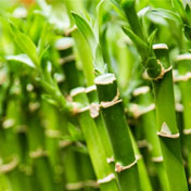 Bamboo Compression Hosiery